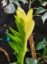 Beautiful yellow and green leaves of Zamioculcas Zamiifolia variegated, also known as ZZ plant Royalty Free Stock Photo