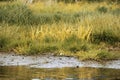 Beautiful marsh grass near a small lake Royalty Free Stock Photo