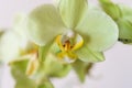 Beautiful yellow-green orchid flower Cattleya Orchids, Cattleya labiata  ot white background. Macro photography Royalty Free Stock Photo