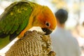 Beautiful yellow and green parrot