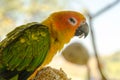 Beautiful yellow and green parrot