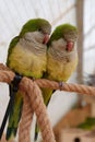 Beautiful yellow-green parrots sits on a rope in an aviary