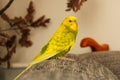 Beautiful Yellow green tigger parrot