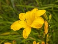 Beautiful yellow Hemerocallis Cartwheels daylily flower Royalty Free Stock Photo