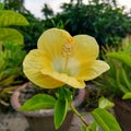 A beautiful yellow Hibiscus. Close up front view Royalty Free Stock Photo