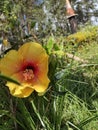 Beautiful.yellow hibiscus in da 808 state of Hawaii