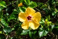 Beautiful Yellow Hibiscus