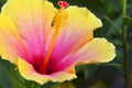 Beautiful yellow Hibiscus flower China rose,Gudhal,Chaba,Shoe flower in the garden of Tenerife,Canary Islands, Spain. Royalty Free Stock Photo