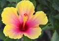 Beautiful yellow Hibiscus flower China rose,Gudhal,Chaba,Shoe flower in the garden of Tenerife,Canary Islands, Spain. Royalty Free Stock Photo