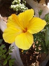 Beautiful Yellow Hibiscus Hawaiian flower
