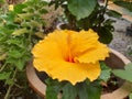 Beautiful yellow hibiscus Malaysia National Flower in the garden.