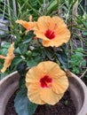 Beautiful yellow hibiscus in the garden. Hibiscus is Malaysia national flower