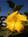 Yellow hibiscus