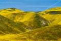 Beautiful yellow hills covered in hillside daisies and goldfield wildflowers at Carrizo Plain National Monument during 2019 super