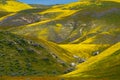 Beautiful yellow hills covered in hillside daisies and goldfield wildflowers at Carrizo Plain National Monument during super bloom