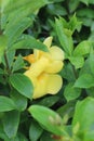 Yellow Hypericum Flower Beautiful Picture