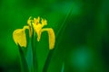 Beautiful yellow iris in bloom Royalty Free Stock Photo