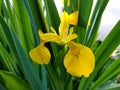 Beautiful yellow iris flower blooming in the Spring Royalty Free Stock Photo