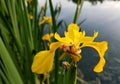 Yellow iris flower blooming in the Spring Royalty Free Stock Photo