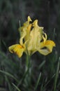 Beautiful yellow iris flower closeup with curved petals