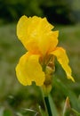 Beautiful Yellow Iris Flower with Raindrops on Petals Royalty Free Stock Photo