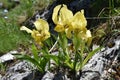 The beautiful wild yellow iris flowers in the bloom Royalty Free Stock Photo