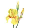 Beautiful yellow iris flowers and buds on white background.