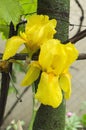 Beautiful yellow iris in the garden.Vertical shot of fresh flower on a rainy day Royalty Free Stock Photo