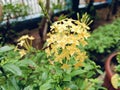 Beautiful yellow Ixora or soka flowers with green leaves