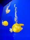 Beautiful yellow jellyfish Royalty Free Stock Photo