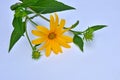 Beautiful yellow jerusalem artichoke flower with green branches and leaves Royalty Free Stock Photo