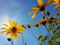 Beautiful yellow jerusalem artichoke flowers and blue sky