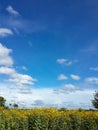 Beautiful yellow jerusalem artichoke flowers and blue sky