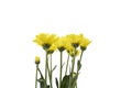 Beautiful Yellow Jerusalem artichoke flowers isolated over white Royalty Free Stock Photo