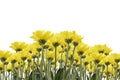 Beautiful Yellow Jerusalem artichoke flowers isolated on white Royalty Free Stock Photo