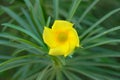 Beautiful yellow Kaner Flowers in a park