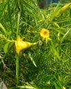 Beautiful yellow kaner flowers in the tree.