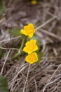 Beautiful yellow kingcup flowers on a natural background in spring.