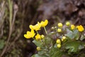 Beautiful yellow kingcup flowers on a natural background in spring.