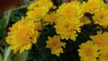 Beautiful Yellow Krisan Flowers