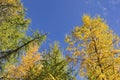 Beautiful yellow larches in autumn on blue sky background