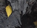 Beautiful yellow leaf on a cracked tree stump. beautiful dry wood stump. cracked wood texture on maple stump Royalty Free Stock Photo