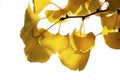 beautiful yellow leaf of a Gingko tree in autumn on white background Royalty Free Stock Photo