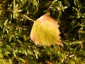 Beautiful yellow leaf on moss, Lithuania Royalty Free Stock Photo