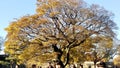 Yellow leaf tree Royalty Free Stock Photo