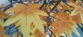 beautiful yellow brown leaves wallpaper