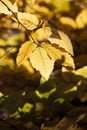 Beautiful yellow leaves in autumn sunny day in foreground and blurry background. No people, close up, copy space Royalty Free Stock Photo