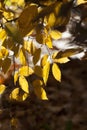 Beautiful yellow leaves in autumn sunny day in foreground and blurry background. No people, close up, copy space Royalty Free Stock Photo