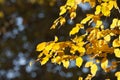 Beautiful yellow leaves in autumn sunny day in foreground and blurry background. No people, close up, copy space. Autumn scene, Royalty Free Stock Photo