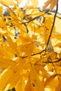Beautiful yellow leaves of the Carya ovata tree during sunny autumn day